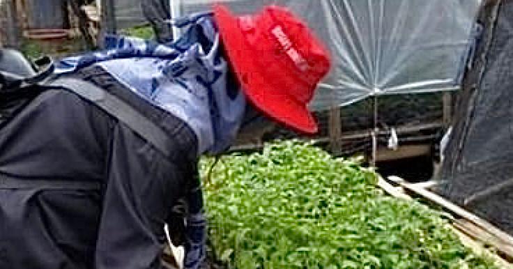 Ciptakan Puspa, Camat Juntinyuat dan Kades Juntiweden Dorong Warga Manfaatkan Lahan Pekarangan Rumah